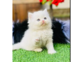 persian-kittens-triple-coated-punch-face-kittens-for-sale-small-0