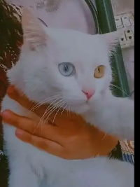 Turkish Angora Cat For Sale
