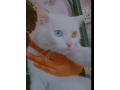 turkish-angora-cat-for-sale-small-0