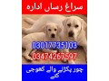 army-dog-center-rahim-yar-khan-03017735103-small-0